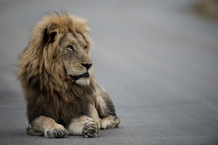 Rüyada Aslan Görmek