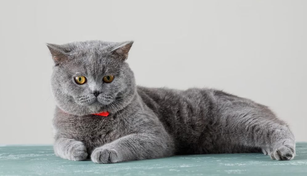 Rüyada Kedi Görmek 