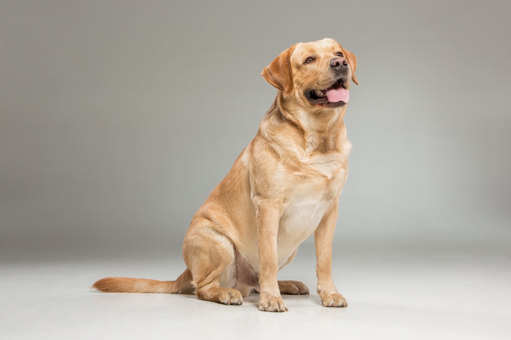 Rüyada Köpek Görmek