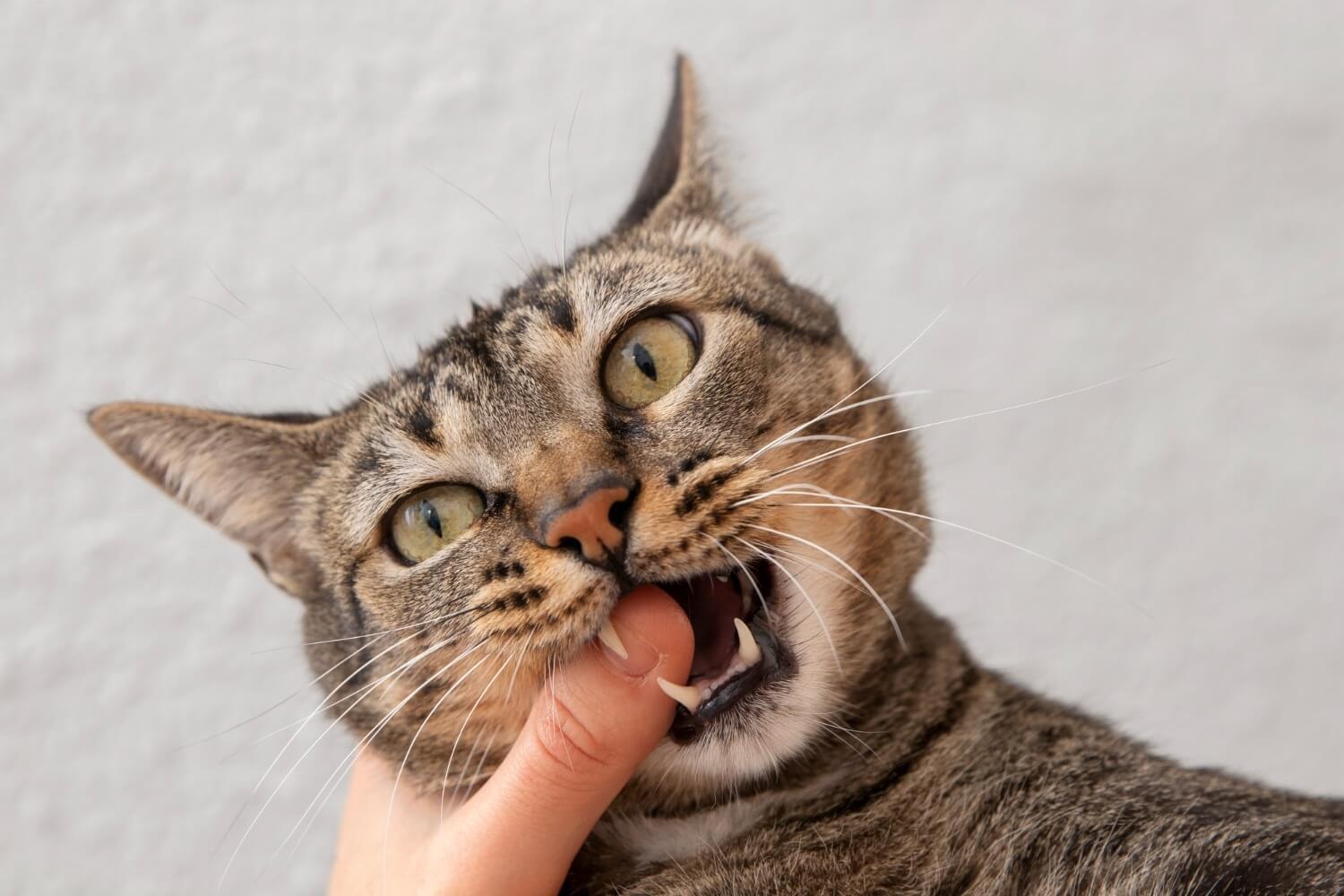 Rüyada Kedi Isırması