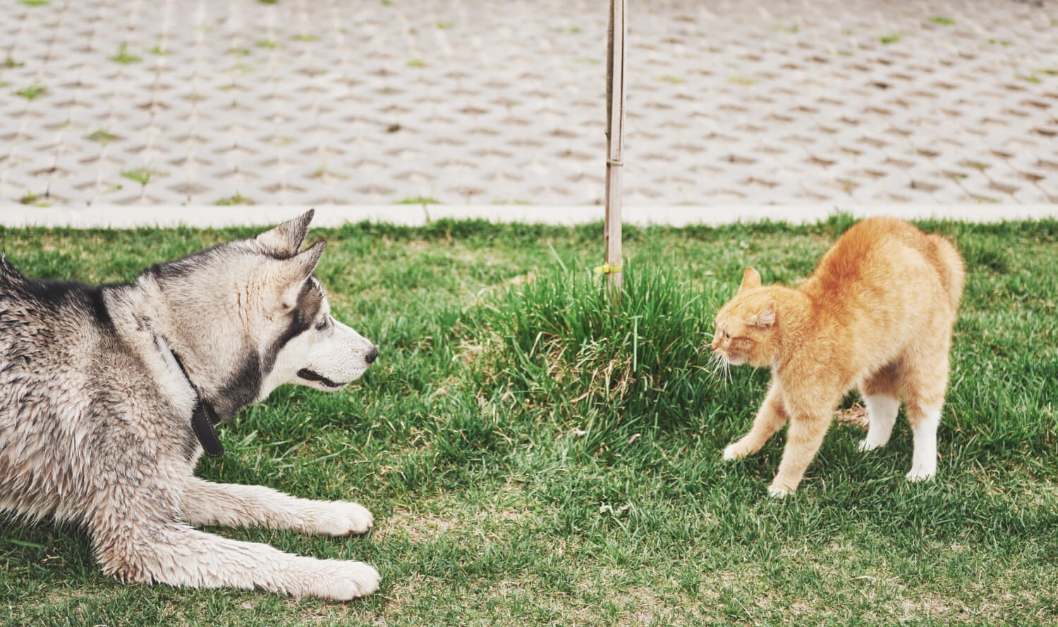 Rüyada Kedi Köpek Kavgası Görmek