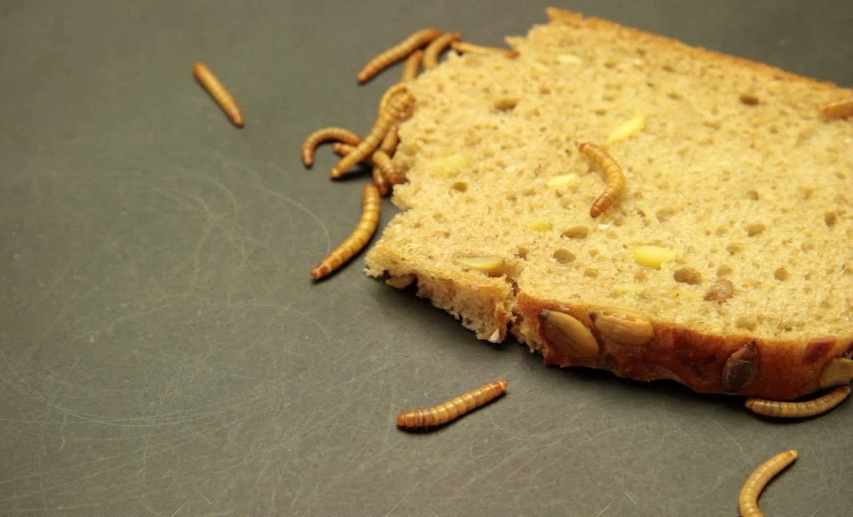 Rüyada Kurtlu Ekmek Yemek
