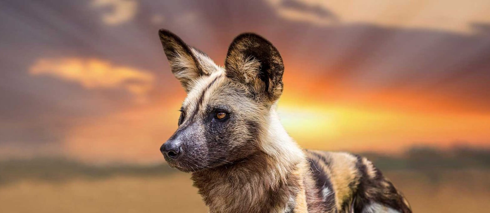 Rüyada Vahşi Köpek Görmek
